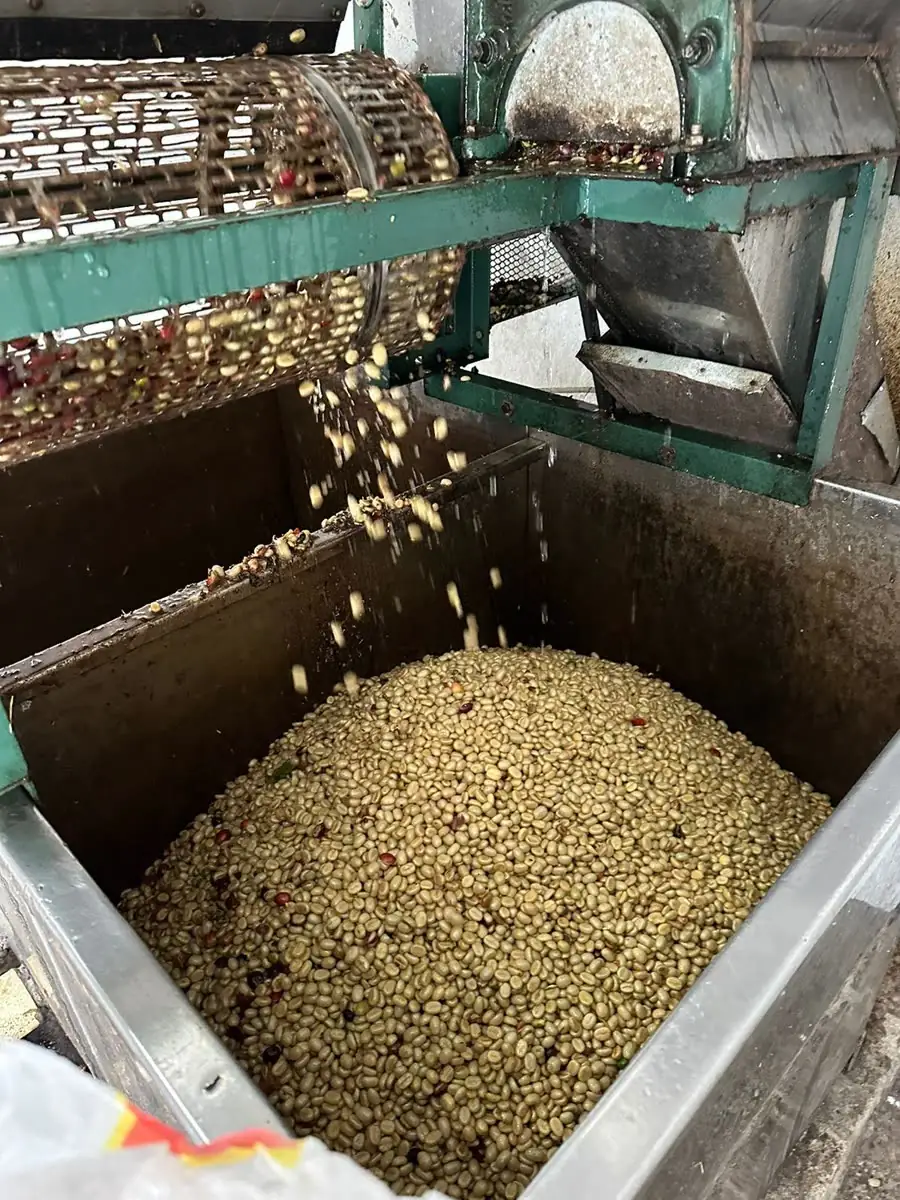 Kabuğundan ayrılan kahve çekirdeklerinin işleme makinesinden haznesine dökülmesi